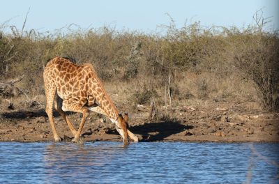 Last Word Madikwe
