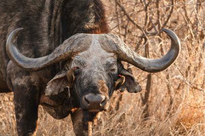 Last Word Madikwe